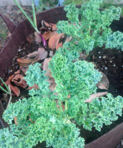 TeaDrops Organic All Purpose Plant Fertilizer – 16 Liquid Indoor House Plant Food Packets – Make up to 32 Gallons (Easy use in Watering Can & Containers, Ecofriendly) All Purpose Fertilizer 60 81RU54zcXHL