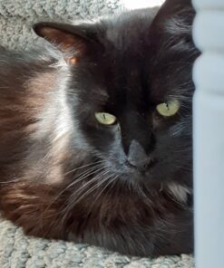 EBPP Advanced Pet Dental Care Water Additive - Premium Cat & Dog Dental Care and Dog Breath Freshener - No Brush Formula Tartar & Plaque Remover for Dogs Teeth 45 81RWYS5BfLL