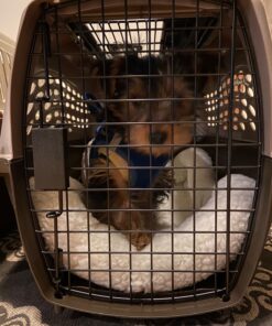 Petmate Two-Door Small Dog Kennel & Cat Kennel (Top Loading or Front Loading Pet Carrier, Made with Recycled Materials, 24 inches in Length) For Pets up to 15 Pounds, Made in USA 24.0"L x 14.5"W x 17.0"H TAN 42 81RaeR56fXL 1