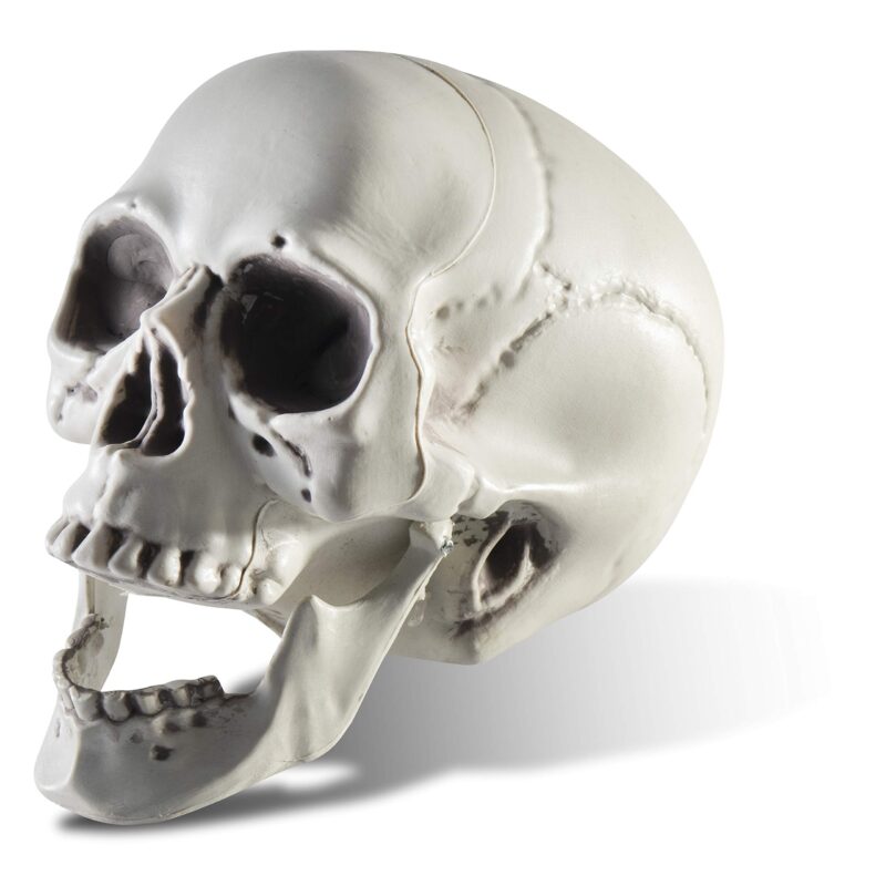 Catalog 3 Prextex 6.5" Plastic Skull Head Halloween Decor | Realistic Life-Size Skeleton Skull Halloween & Day of The Dead Decoration | Scary Human Skull Replicas Skeleton Decor | Head Skulls Decor