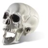 Prextex 6.5" Plastic Skull Head Halloween Decor | Realistic Life-Size Skeleton Skull Halloween & Day of The Dead Decoration | Scary Human Skull Replicas Skeleton Decor | Head Skulls Decor 42 81RgDybLChL