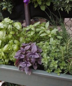 Adams Manufacturing 9303-60-3700 36-Inch Deluxe Garden Planter, Earth Brown 37 81RgGy5rDxL