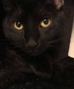 Solid Gold SeaMeal Multivitamin for Cats & Dogs - Kelp Powder Cat & Dog Supplement - Omega 3 & Digestive Enzymes for Skin & Coat, Gut + Immune Support - 1 LB 47 81Rm2bzR7XL 1