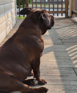 Purina Pro Plan Sensitive Skin and Stomach Dog Food Salmon and Rice Formula - 30 lb. Bag Salmon & Rice 30.00 Pound (Pack of 1) 35 81RnM0n6jHL