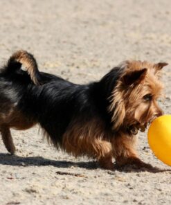 Jolly Pets Jolly Egg Dog Toy, 12 Inches/Large, Yellow Large (12 in) 24 81RoB2XJ0bL