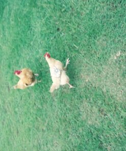 Hen Saver Poultry health equipment Single Strap Hen Apron Chicken Saddle, Khaki, Large US 32 81RoFHDKl8L