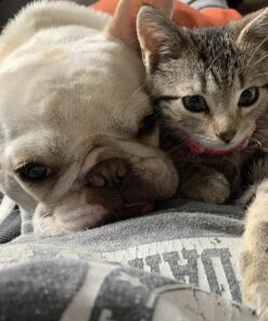 Purina ONE Natural Dry Cat Food, Tender Selects Blend With Real Salmon - 16 lb. Bag 16.00 Pound (Pack of 1) 36 81RuWysxhsL