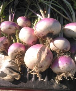 Antler King Honey Hole Mix 36 81Ruao8LO5L