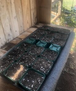 10 Plant Growing Trays (No Drain Holes) - 20" x 10" - Perfect Garden Seed Starter Grow Trays: for Seedlings, Indoor Gardening, Growing Microgreens, Wheatgrass & More - Soil or Hydroponic Black No drain holes 33 81RutwA68TL