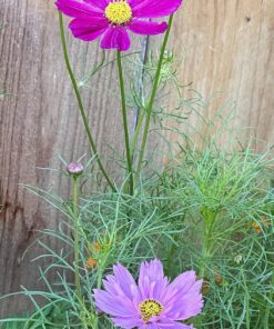 Seed Needs, Large 2.1 Ounce Package of 7,000+ Crazy Mix Cosmos Seed Mixture for Planting (Cosmos Bipinnatus Butterfly Attracting Cosmos Mixture) 10+ Varieties Open Pollinated - Bulk Large Pack (7,000 Seeds) 49 81S3HfBSwWL