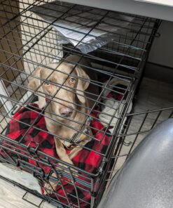 MidWest Homes for Pets Newly Enhanced Double Door iCrate Dog Crate, Includes Leak-Proof Pan, Floor Protecting Feet, Divider Panel & New Patented Features 36 inch (Pack of 1) 37 81S3WrhxuBL