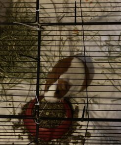 Kaytee Wafer Cut All Natural Timothy Hay for Pet Guinea Pigs, Rabbits & Other Small Animals, 60 Ounce 33 81S3mEkVshL