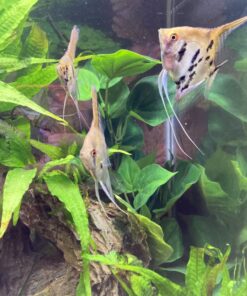 CNZ® Aquarium Fish Tank Green Lifelike Underwater Plastic Plant Aquatic Water Grass Decor (Large, 13-inch) Large, 13-inch 29 81S4xbAFeAL