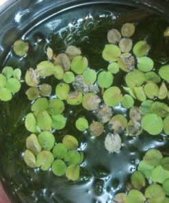 12 Water Spangles (Salvinia Minima), Live Aquarium/Aquatic/Floating/Pond/Freshwater Plant by G&Z 49 81S651btXJL