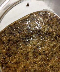 Todd's Seeds® Broccoli and Friends Sprouting Seed Mix, One Pound 47 81S6ZYkcy3L