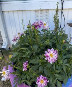 Scotts Super Bloom Water Soluble Plant Food, 2 lb - NPK 12-55-6 - Fertilizer for Outdoor Flowers, Fruiting Plants, Containers and Bed Areas - Feeds Plants Instantly 59 81S8N15gk8L