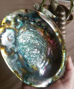 Hand Selected Abalone Shell, 6 Inches or Larger. Perfect for Holding Incense, Trinkets, and More 43 81S8jFomjkL