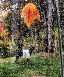 Totes Signature Clear Bubble, Rain & Windproof Umbrella - Perfect for Weddings, Travel and Outdoor Events - Curved Handle with Deluxe Finish, in Transparent or Colorful Design Options 32 81S9OVHFSwL 3