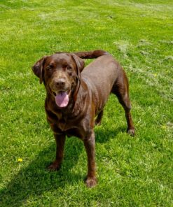 Milo's Kitchen Dog Treats, Chicken Meatballs, 18 Ounce 18 Ounce (Pack of 1) 33 81SCV5gBodL