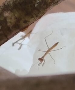 Praying Mantis (5) Egg Cases with Habitat Cup- 5 Egg Cases & 1,500 Live Ladybugs 45 81SDvBp2v2L 1