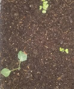 7 Varieties of Leafy Power Green Organic Seeds, Non-GMO Seeds for Planting, Heirloom Seeds - Spinach Seeds, Arugula, Kale, Lolla Rossa Lettuce Seeds, Buttercrunch, Gourmet Mix Lettuce, Swiss Chard 45 81SEdx0tvOL