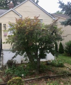 Fiskars 32" PowerGear Bypass Lopper and Tree Trimmer - Sharp Precision-Ground Steel Blade for Cutting up to 2" Diameter - Lawn and Garden Tools - Orange/Black Bypass Lopper 32" 54 81SH9BPTq9L