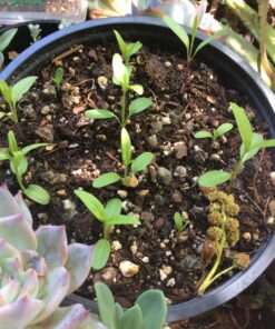 Seed Needs, Milkweed Seed Packet Collection to Attract Monarch Butterflies (6 Individual Seed Varieties to Plant) Heirloom & Untreated Seeds 6 Pack 30 81SIleE76TL