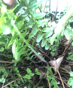 Jobe’s 05101, Fertilizer Spikes, For Fern & Palm, 30 Spikes 25 81SL3ZKSUfL