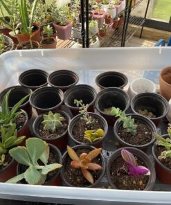 FATPLANTS 10 Living Succulent Cuttings 77 81SM0xfqt3L