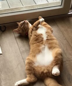 Purina Friskies Pate - (2 Packs of 12) 5.5 oz. Cans 5.50 Ounce (Pack of 24) Pate Variety Pack 45 81SMJAzi9L