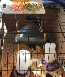 Premier Chick Heating Plate Kit - Includes Cover and Warms Up to 20 Chicks - 12" W x 12" L 34 81SMYFmWlLL