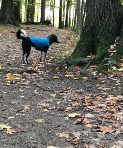 Kurgo Loft Dog Jacket, Reversible Dog Coat, Wear with Harness or Sweater, Water Resistant, Reflective, Winter Coat For Medium Dogs (Coastal Blue, M) Coastal Blue/Orange 38 81SNVrlChOL