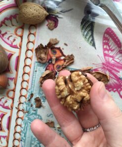 Magic Nutcracker Tool Works in Seconds. No Mess. Works on Walnuts, Almonds, Pecans, Hazelnuts. Great to Use As a Lemon Lime Squeezer. 48 81SQJDGgs5L