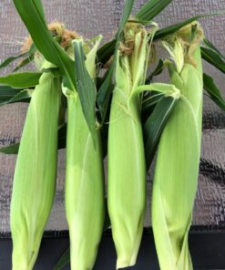 Seed Needs, 230+ Peaches & Cream Sweet Corn Seeds (Zea mays) Untreated and Non-GMO Bulk 28 81STPPedL