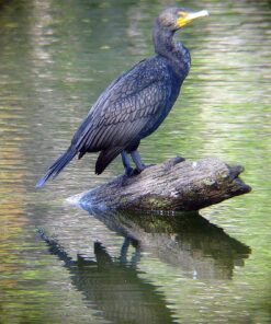 Celestron – Ultima 80 Angled Spotting Scope – 20-60x Zoom Eyepiece – Multi-Coated Optics for Bird Watching, Wildlife, Scenery and Hunting – Waterproof and Fogproof – Includes Soft Carrying Case Ultima 80 - 45° Spotting Scope 49 81STPfpT7uL