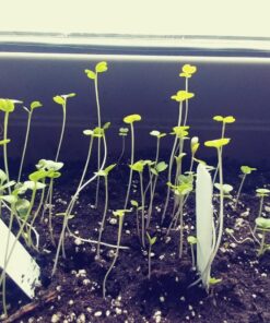 Espoma Organic Potting Soil Mix - All Natural Potting Mix For All Indoor & Outdoor Containers Including Herbs & Vegetables. For Organic Gardening, 8qt. bag. Pack of 1 48 81SXglNko6L 2