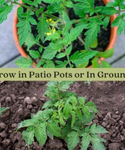 Clovers Garden Big Rainbow Tomato Plant – Two (2) Live Plants – Not Seeds –Each 5" to 7" Tall- in 3.5 Inch Pots 12 81ShHsUkK1L