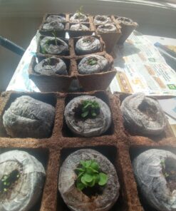 12 Culinary Herb Seeds Assortment - Non-GMO Herb Garden Starter Set - Grow Cooking Herbs: Parsley, Thyme, Cilantro, Basil, Dill, Oregano, Sage & More 49 81SjnjwsL0L 3