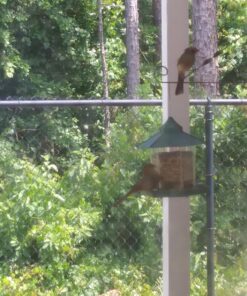 Ogrmar Hanging Gazebo Wild Bird Feeder -Perfect for Garden Decoration and Bird Watching for Bird Lover and Kids (Green) 36 81SmgmDn1AL