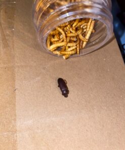 Fluker's Freeze Dried Insects - Mealworms, 1.7oz 36 81Snbp7zqXL