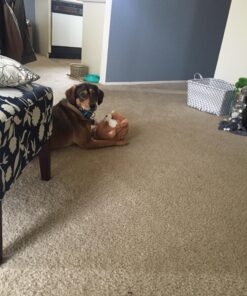 Squishable / Mini Corgi 7" Plush 11 81SoG7LLsXL