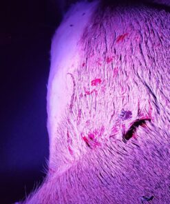 Primos Hunting Bloodhunter HD, Advanced Shadow Free Blood Tracking Light for Night Hunting 28 81SvC9h HDL