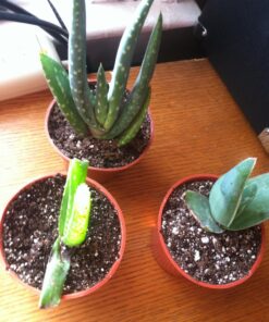 3 Different Aloe Plants - Easy to Grow/Hard to Kill! - 3" Pots 20 81SvWYBY2L