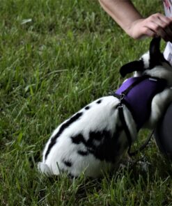 Oxbow Essentials Adult Rabbit Food - All Natural Adult Rabbit Pellets - Veterinarian Recommended- No Seeds, Fruits, or Artificial Ingredients- All Natural Vitamins & Minerals- Made in the USA- 10 lb. 10 Pound (Pack of 1) 35 81SzQD23zAL 2