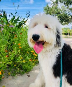 PetYeah Dog Bark Collar-5 Adjustable Sensitivity and Intensity Levels-Dual Anti-Barking Modes-Rechargeable/Rainproof/Reflective -No Barking Control Dog Shock Collar for Small Medium Large Dog 34 81SzV1syptL