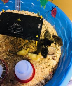 Premier Chick Brooder Heating Plate - 16" x 24" 29 81T0Yk9CEvL