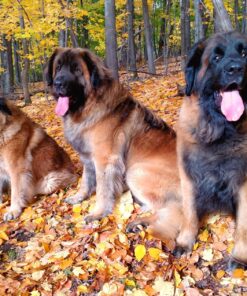 HyperWhistle The Original Worlds Loudest Whistle up to 142db Loud, Very Long Range, for Referee, Coaches, Instructors, Sports, Teachers, Life Guard, Self Defense, Survival, Emergency uses black 64 81T49EjO3BL