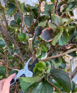 gonicc 8" Professional SK-5 Steel Blade Sharp Anvil Pruning Shears (GPPS-1001),Less effort. Pruning Scissors, Bonsai Cutters 31 81T4UHzJML