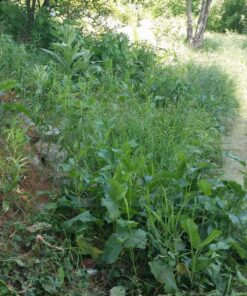 MaxPower 3317233 PivoTrim Universal Replacement Head, 3 x 3 (.080 - .095 IN) fits line sizes, Multicolor 38 81T8ZNSRn8L