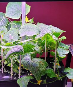 Indoor Garden Hydroponics Growing System, DUESI Upgrade 12 Pods Plant Germination Herb Kit with LED Grow Light, Hydrophonic Planter Grower Harvest Vegetable Lettuce for Hydroponic Gardeners (12 Pods) 46 81T9CeMlPhL